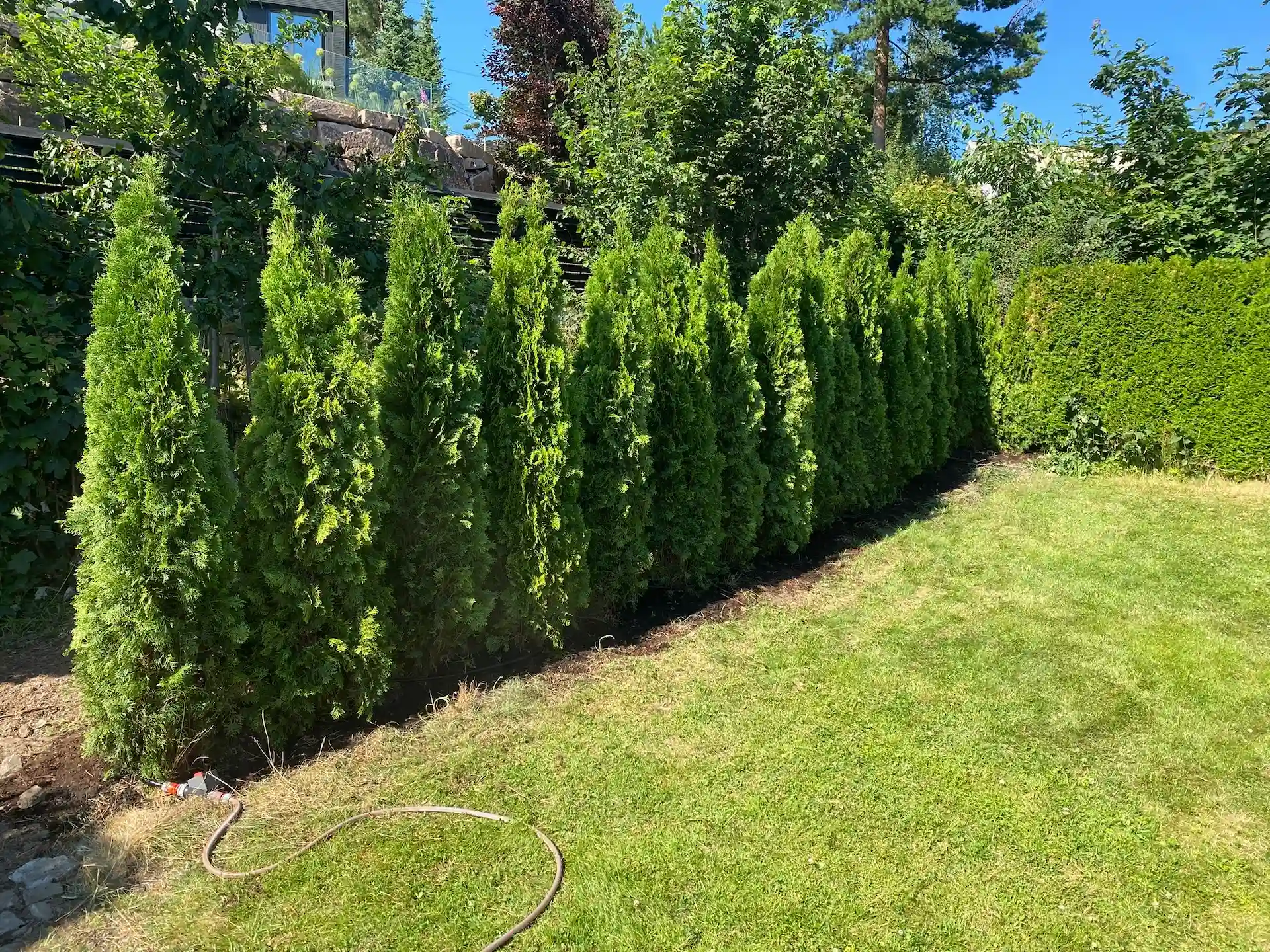 Grønn hage med en nydelig Thuja-hekk ordnet av en profesjonell anleggsgartner i Oslo